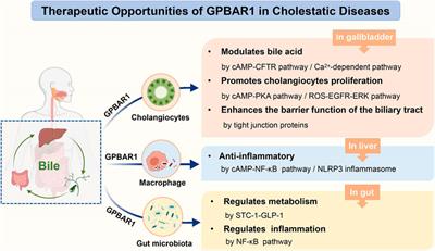 Therapeutic Opportunities of GPBAR1 in Cholestatic Diseases